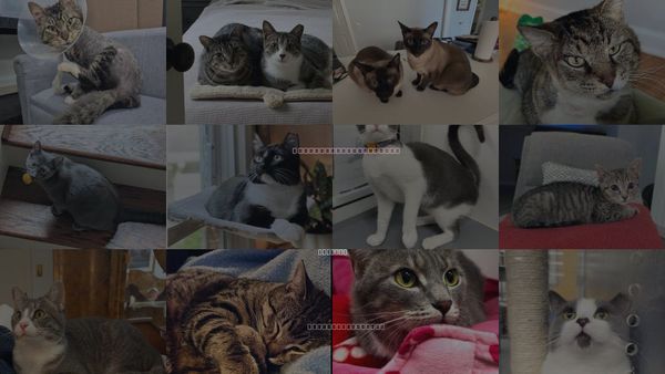Cats for Adoption in Atlanta, Georgia