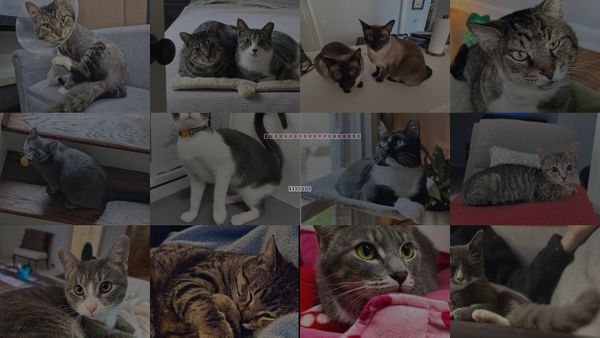 Cats for Adoption in Atlanta, Georgia