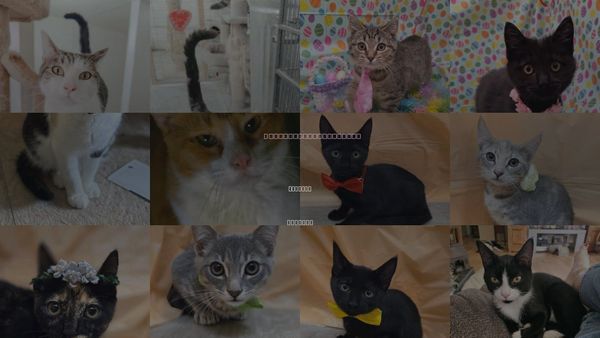 Cats for Adoption in Attalka, Alabama