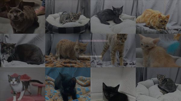 Cats for Adoption in Augusta-Richmond County, Georgia