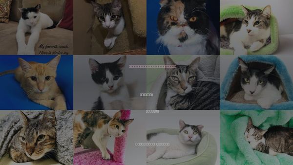 Cats for Adoption in Aventura, Florida