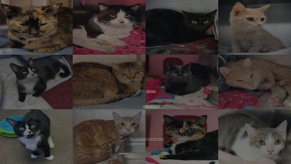 Cats for Adoption in Beloit, Wisconsin