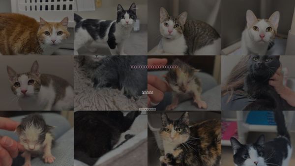 Cats for Adoption in Bemidji, Minnesota