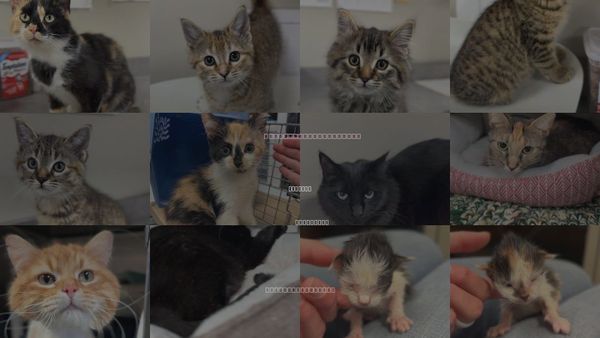 Cats for Adoption in Bemidji, Minnesota