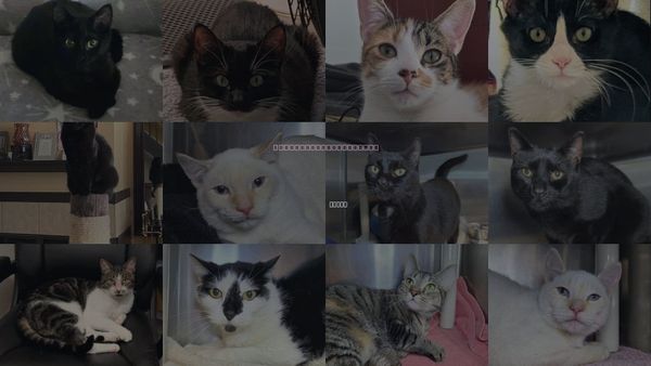 Cats for Adoption in Bowie, Maryland