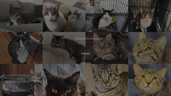 Cats for Adoption in Brentwood, California