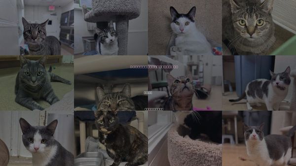 Cats for Adoption in Brick, New Jersey