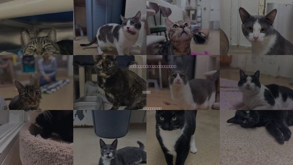 Cats for Adoption in Brick, New Jersey