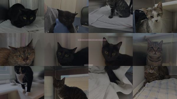 Cats for Adoption in Brighton, Colorado