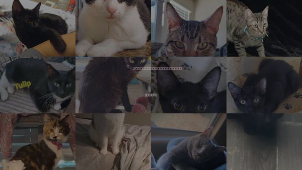 Cats for Adoption in Buckeye, Arizona