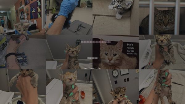 Cats for Adoption in Burnsville, North Carolina
