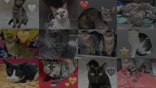Cats for Adoption in Calumet City, Illinois