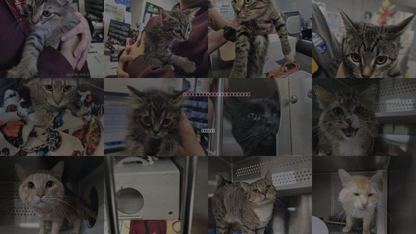 Cats for Adoption in Casper, Wyoming