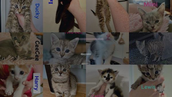 Cats for Adoption in Centreville, Virginia
