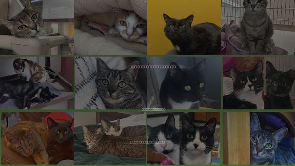 Cats for Adoption in Chicopee, Massachusetts