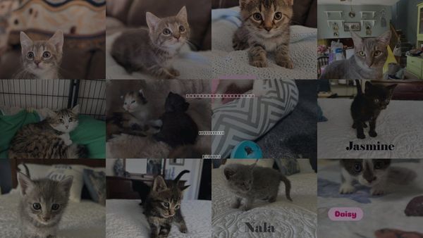 Cats for Adoption in Crown Point, Indiana