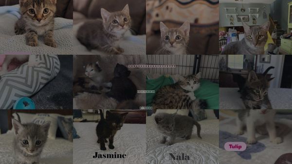 Cats for Adoption in Crown Point, Indiana