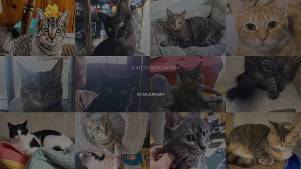 Cats for Adoption in Dearborn Heights, Michigan