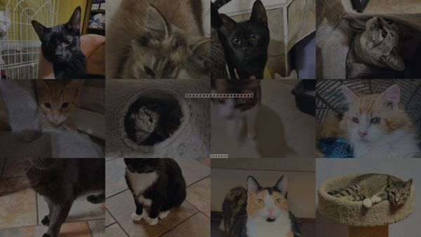 Cats for Adoption in Decatur, Alabama