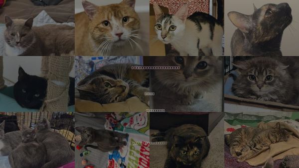 Cats for Adoption in Delran, New Jersey