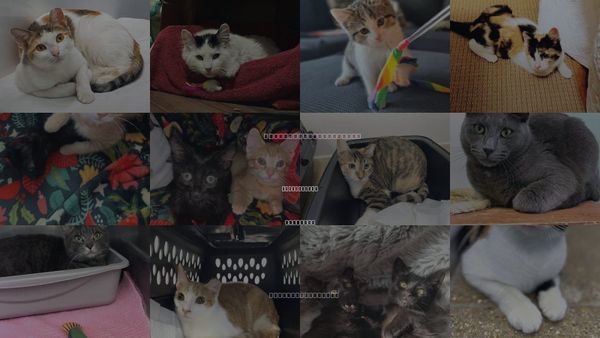 Cats for Adoption in Des Plaines, Illinois