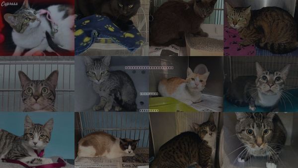 Cats for Adoption in Diamond Bar, California