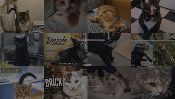 Cats for Adoption in Dover, Delaware