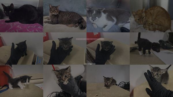 Cats for Adoption in Eastvale, California
