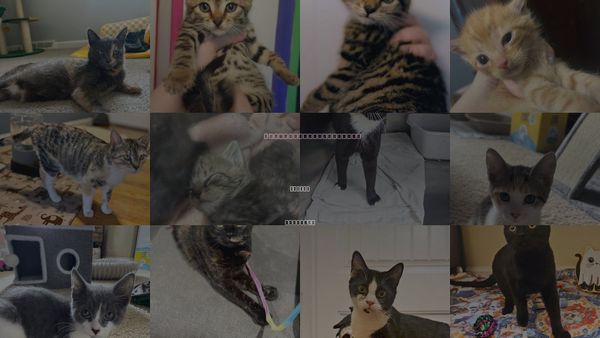 Cats for Adoption in Forest, Virginia