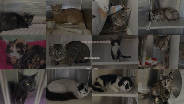 Cats for Adoption in Fountain Valley, California