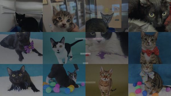 Cats for Adoption in Friendswood, Texas