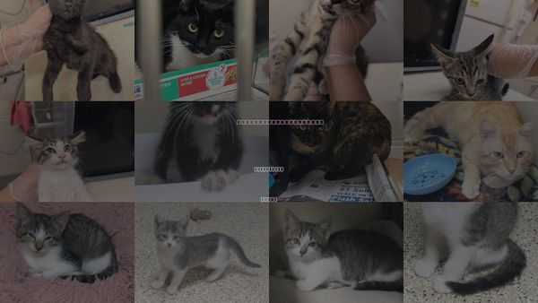 Cats for Adoption in Georgetown, Texas