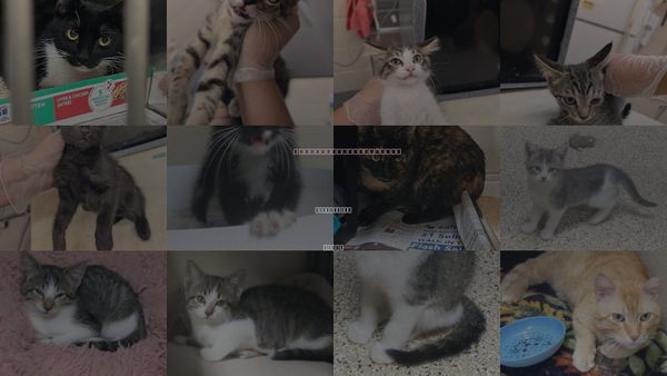 Cats for Adoption in Georgetown, Texas