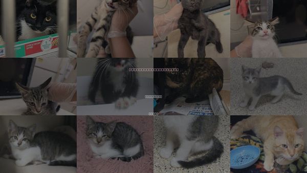 Cats for Adoption in Georgetown, Texas