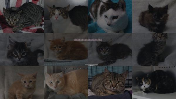 Cats for Adoption in Grand Forks, North Dakota