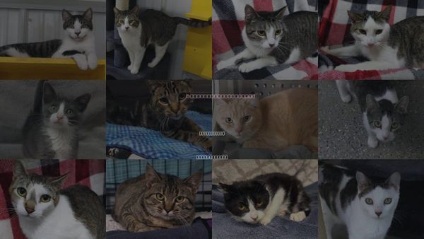 Cats for Adoption in Grand Forks, North Dakota