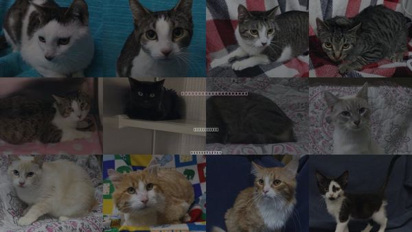 Cats for Adoption in Grand Forks, North Dakota