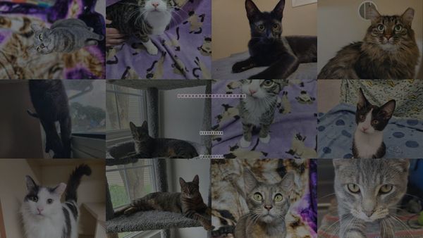 Cats for Adoption in Greenfield, Wisconsin