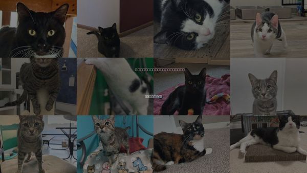 Cats for Adoption in Grove City, Ohio