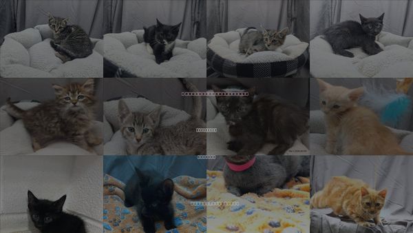 Cats for Adoption in Grovetown, Georgia