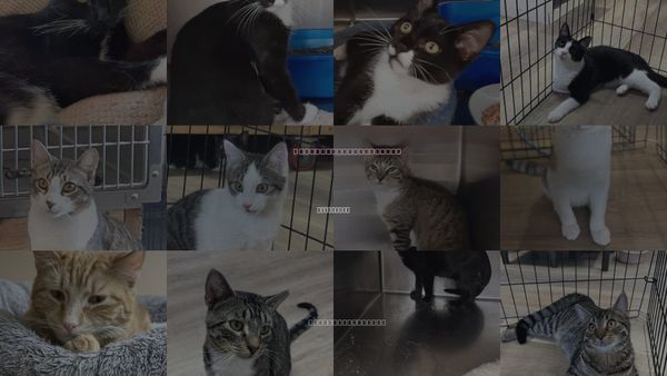 Cats for Adoption in Hempstead, New York