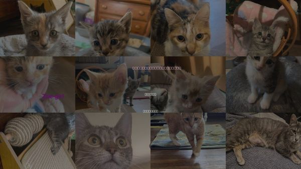 Cats for Adoption in Hermann, Missouri