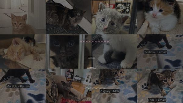 Cats for Adoption in Hermann, Missouri