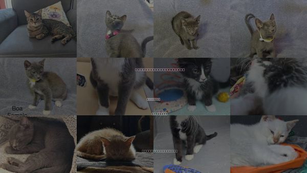 Cats for Adoption in Hinckley, Illinois