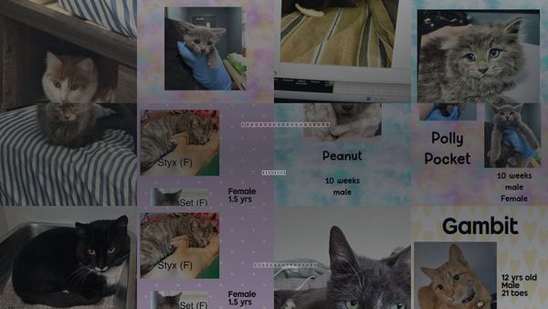 Cats for Adoption in Holbrook , New York