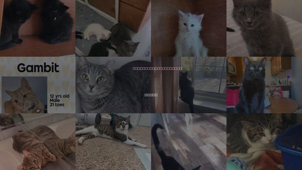 Cats for Adoption in Holbrook , New York