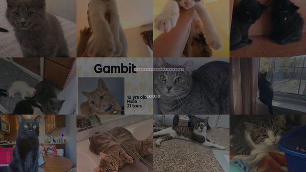 Cats for Adoption in Holbrook , New York
