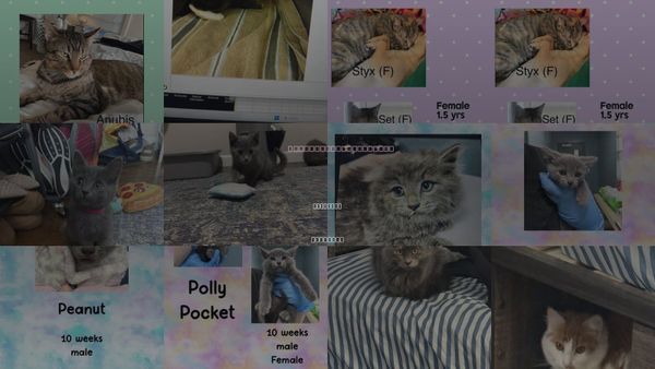 Cats for Adoption in Holbrook , New York