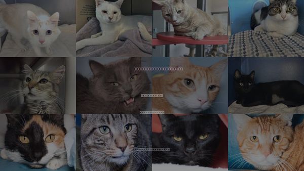 Cats for Adoption in Jamaica Plain, Massachusetts
