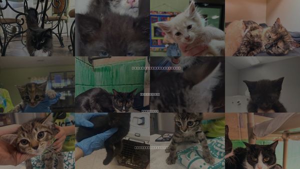 Cats for Adoption in Johnson City, Tennessee